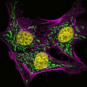 ADN et mitochondries