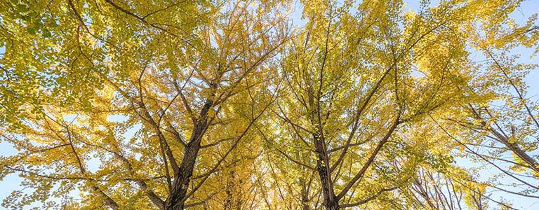 Ginkgo Développement